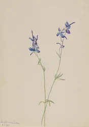 ブルー・ラルクスパー (Delphinium nuttallianum)