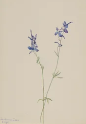 ブルーラークスパー Delphinium nuttallianum, 1905.