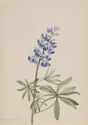 ブルー・ルピナス Lupinus argenteus, 1915.