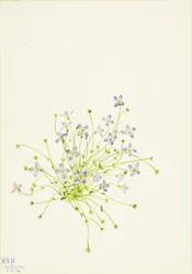 ブルーレット（Houstonia serpyllifolia）