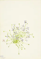 Bluets Houstonia serpyllifolia、1934年。