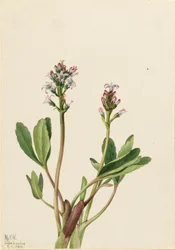 Bogbean Menyanthes trifoliata、1925年。