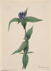 ボトルリンドウ (Gentiana saponaria)