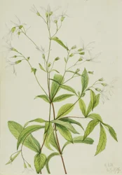 ボウマンズロット（Porteranthus trifoliatus）
