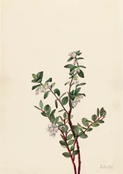 ボックスハックルベリー Gaylussacia brachycera, 1919.