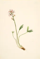 バックビーン Menyanthes trifoliata, ca. 1900-1920.