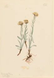 淡黄褐色のネコノアシ（Antennaria luzuloides）