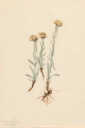 黄褐色のネコノアシ Antennaria luzuloides、1917年