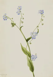 Bur-forget-me-not Lappula diffusa、1903年。
