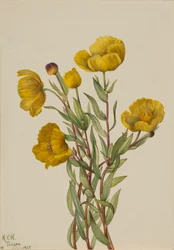 ブッシュポピー Dendromecon rigidum, 1927.
