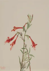 カリフォルニア・フスキア（Zauschneria californica）
