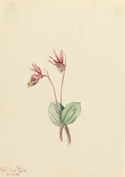 Calypso Cytherea bulbosa、1916年。