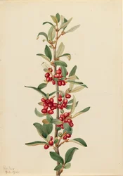 カナダバファローベリー Lepargyrea canadensis, 1916.