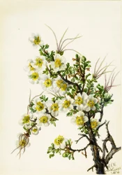 クリフローズCowania stanshuriana, 1934.