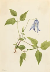 コロンビア・クレマチス Clematis columbiana, ca. 1900-1925.