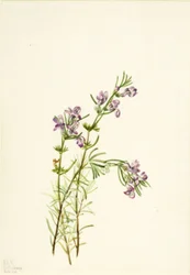 Conradina verticillata、1934年。