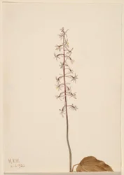 ツルコケモモ (Tipularia uniflora)