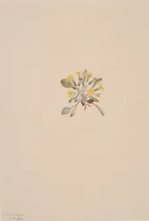 Crepis Elegans, 1904.