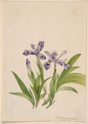 クレステッド・アイリス (Iris cristata)