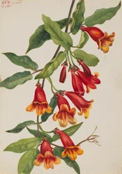 Crossvine Anisostichus capreolatus、1925年。