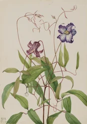 カーリークレマチス (Clematis crispa)