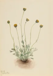 切り葉蚤草
