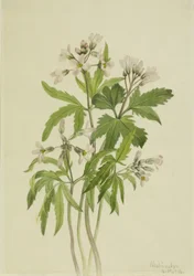 Cut Toothwort Dentaria laciniata, 1918.