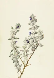 Death Valley Sage Salvia funerea, 1930年代前半。