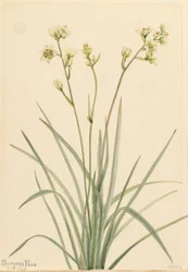 Deathcamas Zygadenus elegans、1917年。