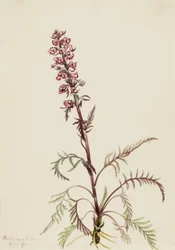 エレファントヘッド (Pedicularis groenlandica)