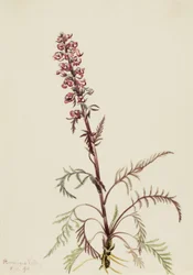 エレファントヘッド Pedicularis groenlandica, 1916.