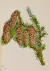 エンゲルマン・スプルース Picea engelmanni, 1920.