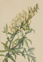 False Indigo Baptista bructeata, 1932.
