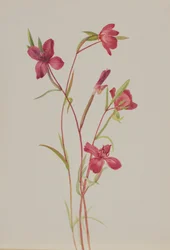 春の別れ Godetia amoena lilja, ca. 1930s.
