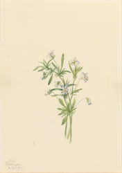 フィールドバイオレット（Viola rafinesquii）