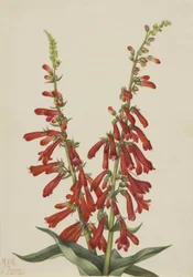 ファイヤーペンテステモン（Pentstemon eatonii）