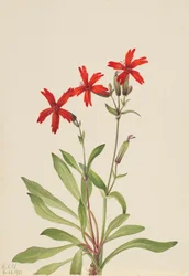 ファイヤーピンク Silene virginica, 1932.