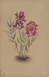 メサの花