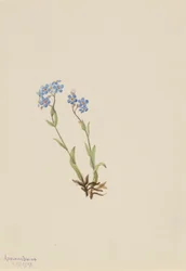 フォーゲットミーノット（Myosotis alpestris）