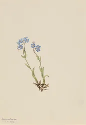 Forget-Me-Not Myosotis alpestris, 1907.