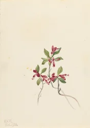 フリンジ・ポリガラ（Polygala paucifolia）