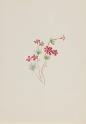 Gilia linanthus parviflorus、カリフォルニア州。 1900～1930年。