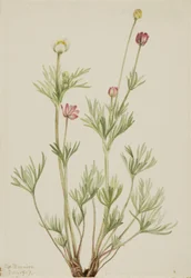 グローブアネモネ Anemone globosa, 1917.