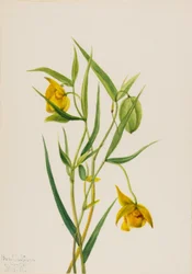 ゴールデンフェアリーランタン Calochortus amabilis, 1936.