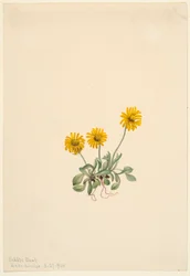 黄金蚤草
