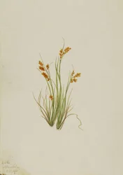 Golden Sedge Carex aurea, 1921.