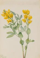 Goldenpea Thermopsis rhombifolia, 1923.