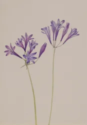 草の実 Brodiaea laxa、1933 年。