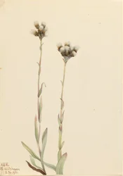 灰色のキャッツフット（Antennaria howellii）