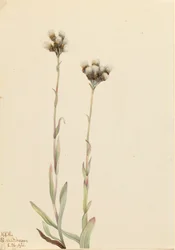 灰色のネコノアシ、Antennaria howellii、1921年。
